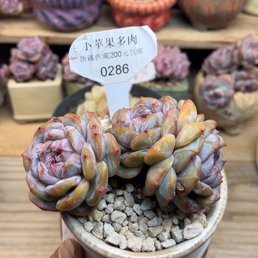 绿底紫心286/10cm3头