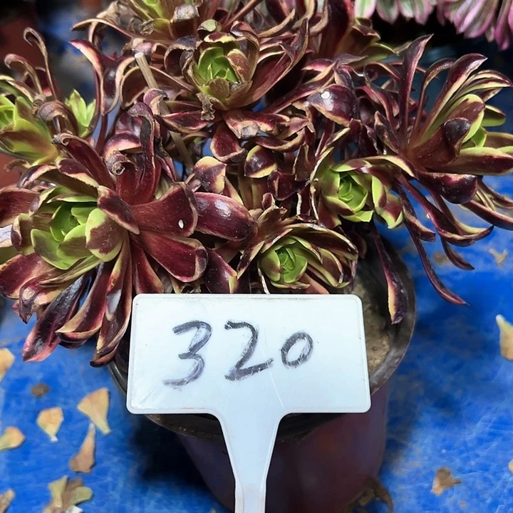 多肉植物欧嘉莉法师