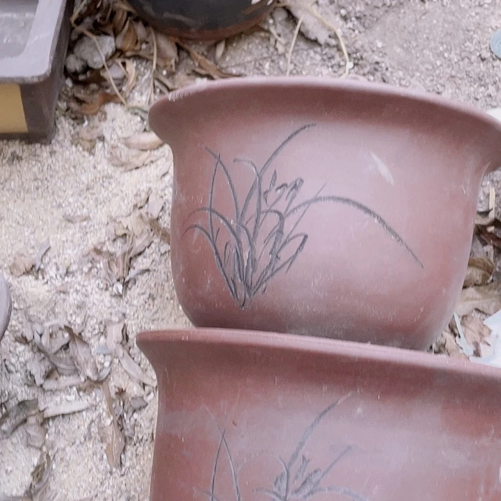 红陶25/25平角金钟坏