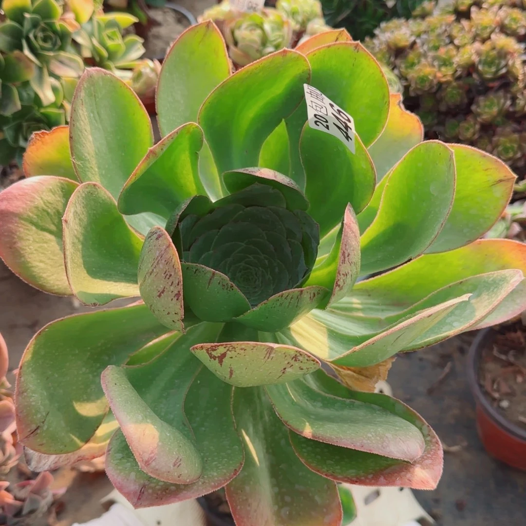 艳姿多肉446满20包邮断枝不包