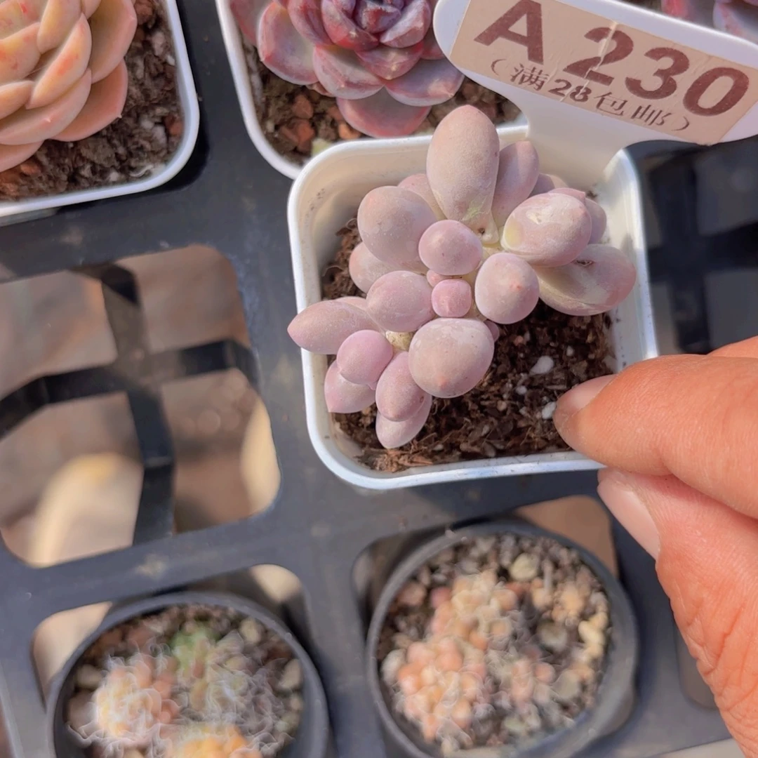 A230汤圆小树一物一拍