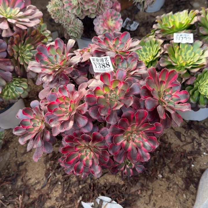 388丽娜官服22左右2