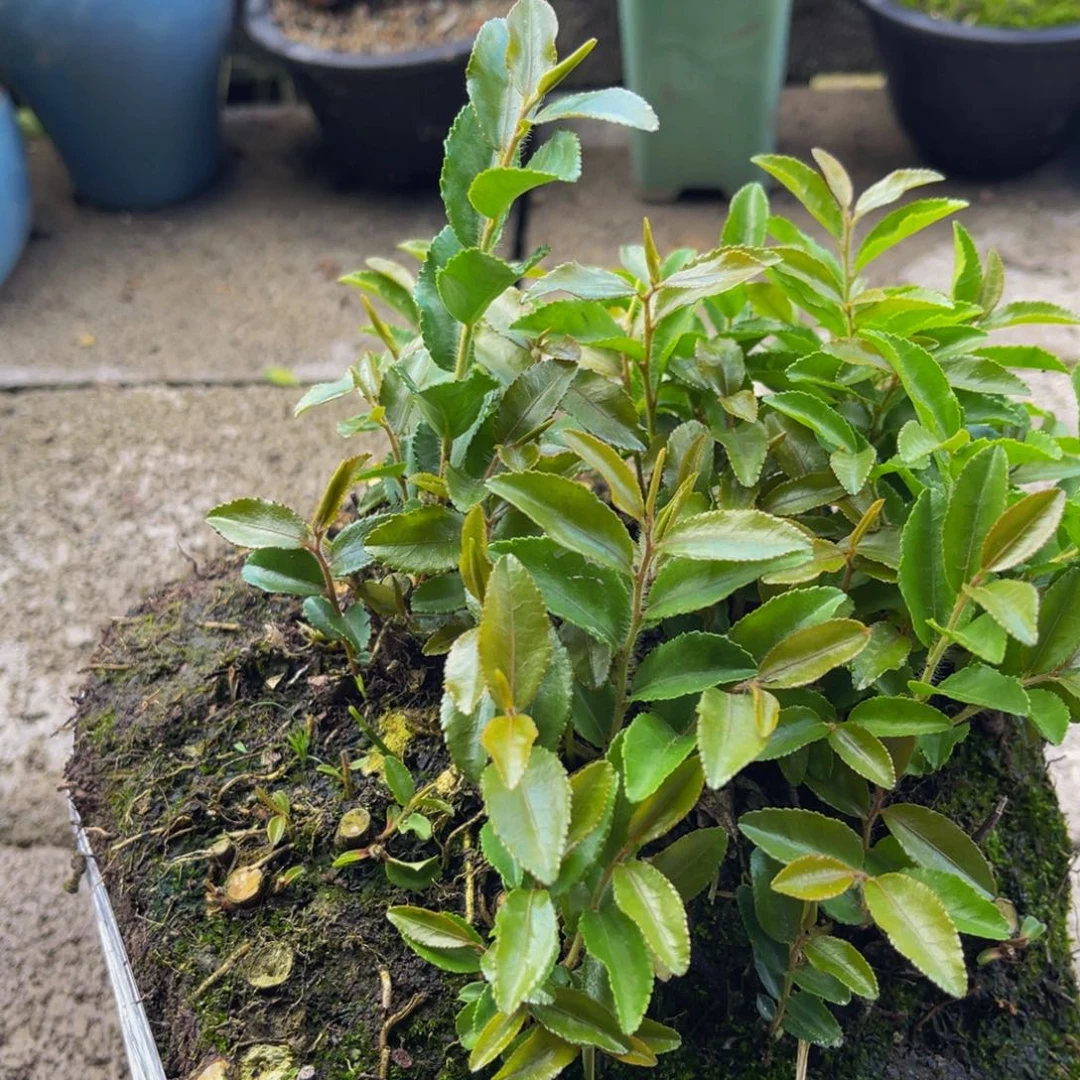当前无花栽培后可以开花