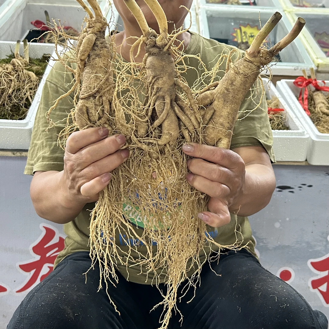 长白山 新鲜人参一斤(3~4根)