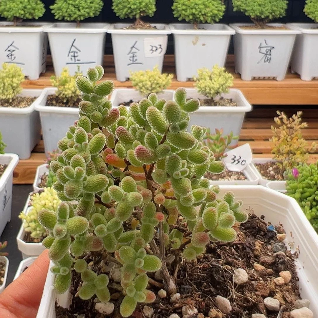 禅*静315号冰糖福利5.28多肉