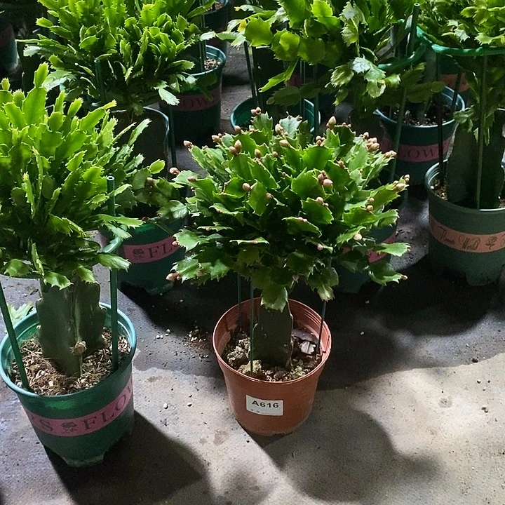 完全开放616嫁接黄色