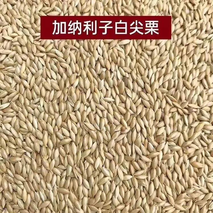 新加纳利子白尖粟鹦鹉鸟食草庐籽白燕虎皮牡丹鸟粮营养鹦鹉种子粮
