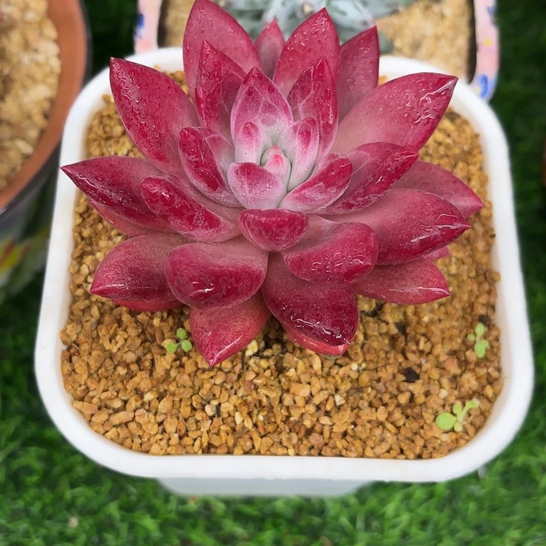 指*官指挥官寄养合费斯托