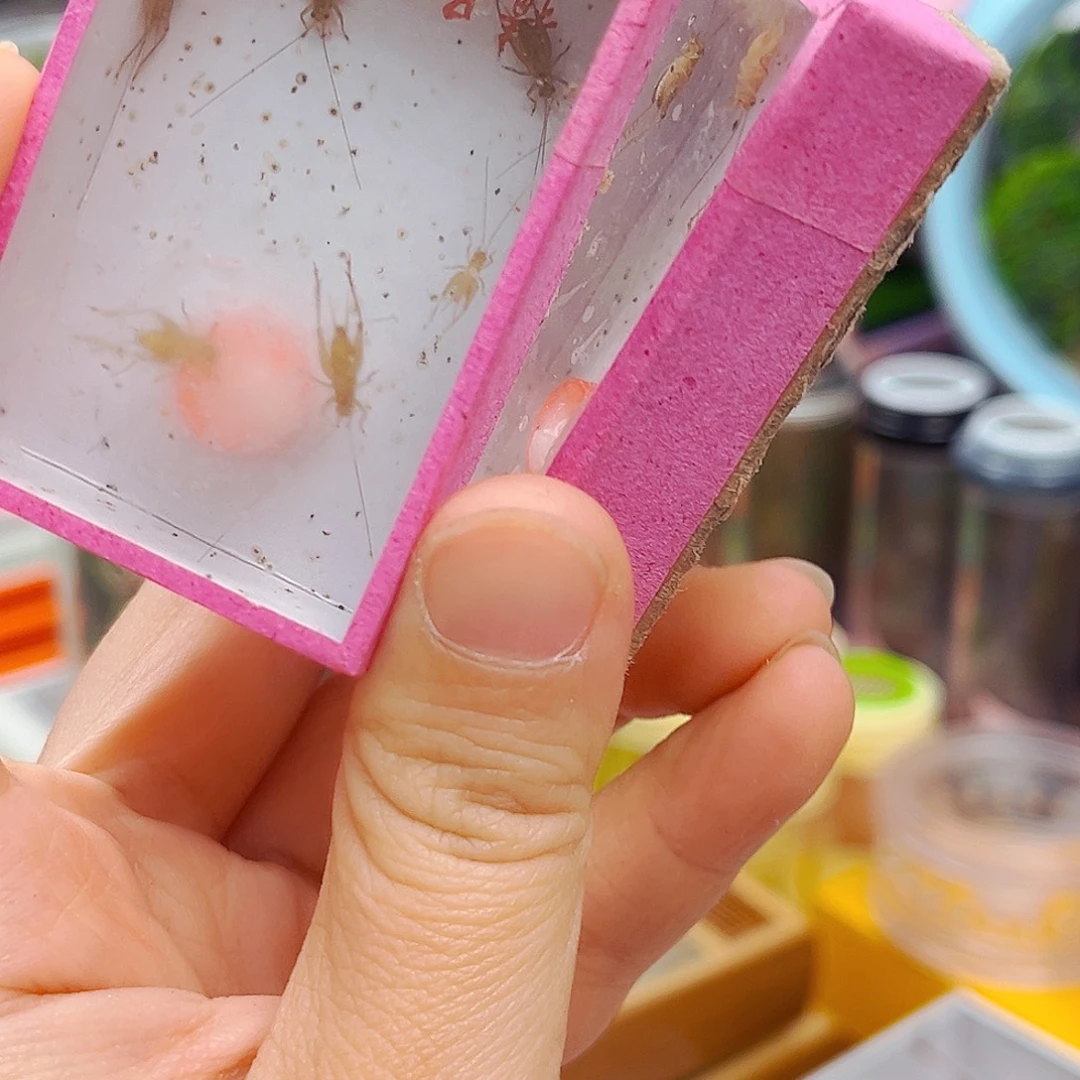 2盒小黄铃哈哈哈哈