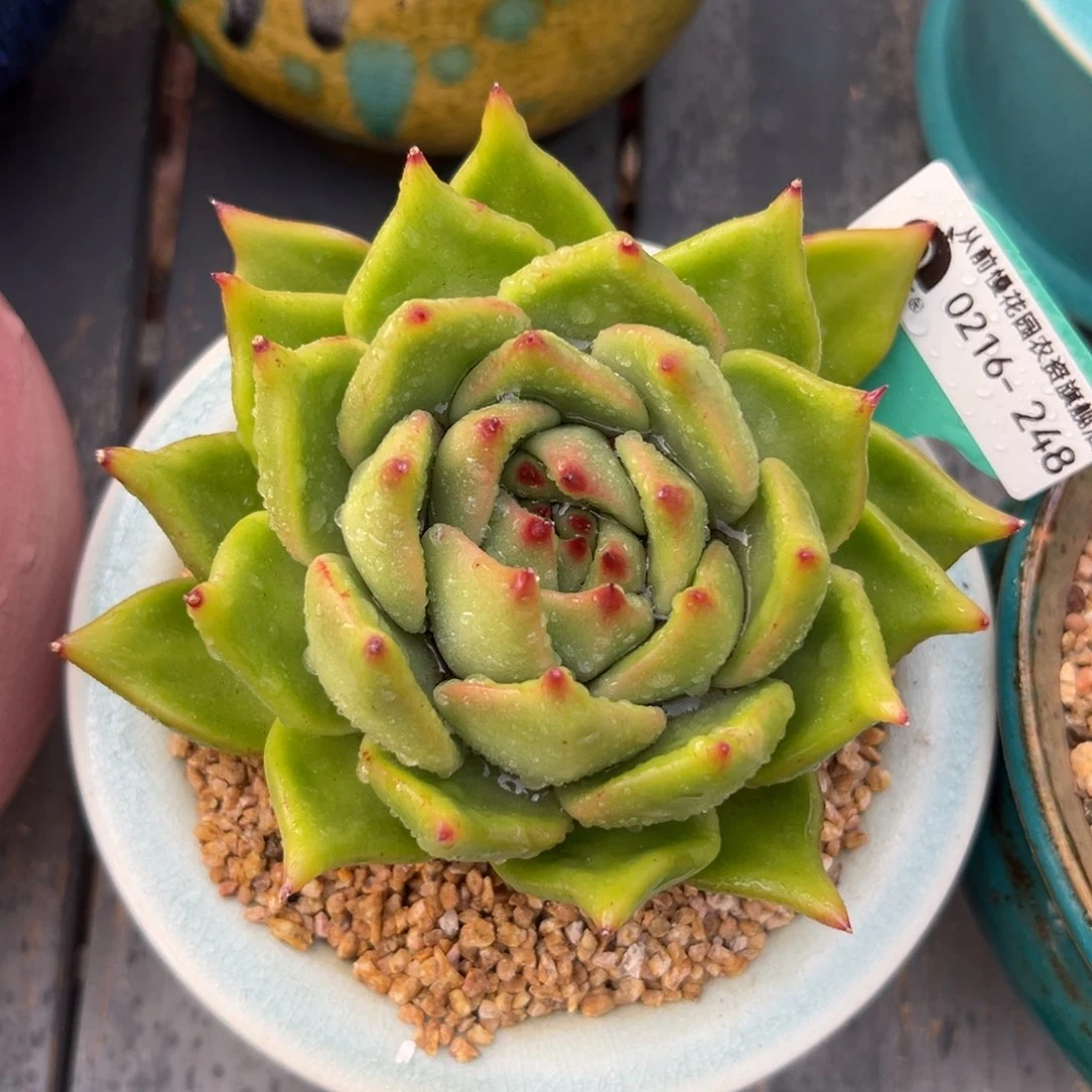 多肉一物一拍0216-248