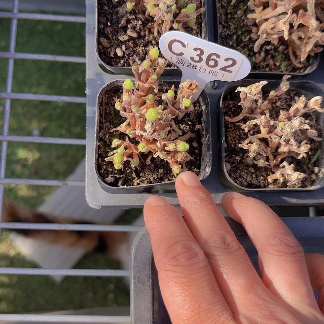 C362短耳兔一物一pai