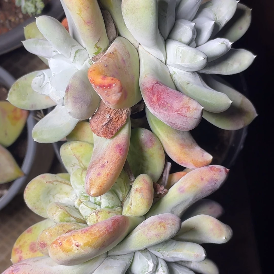 【闪购商品】红拇指老庄