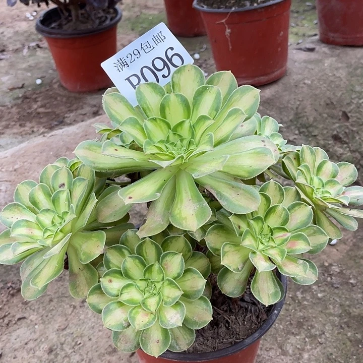 096韶华多肉植物