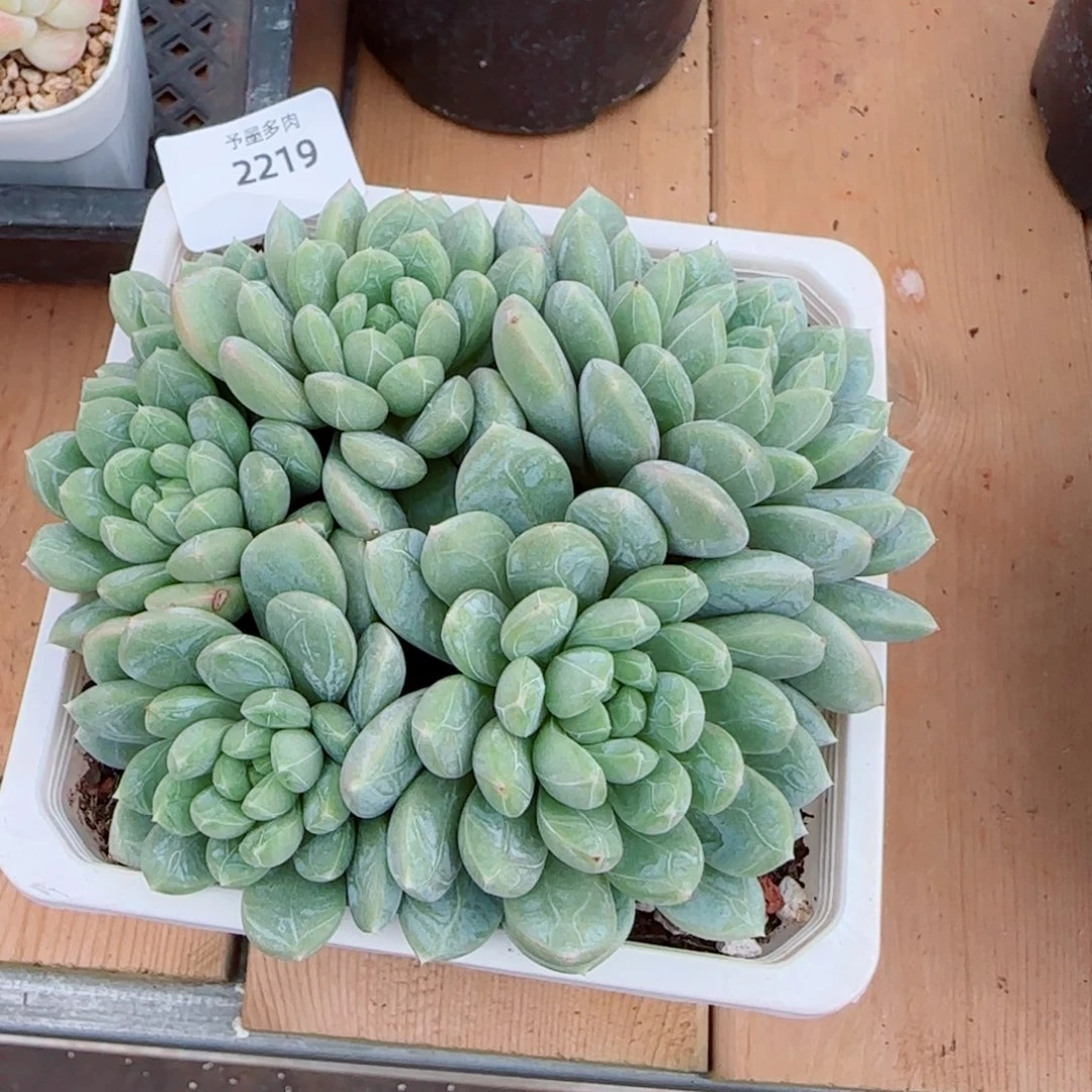 百达翡翠，2219多肉植物