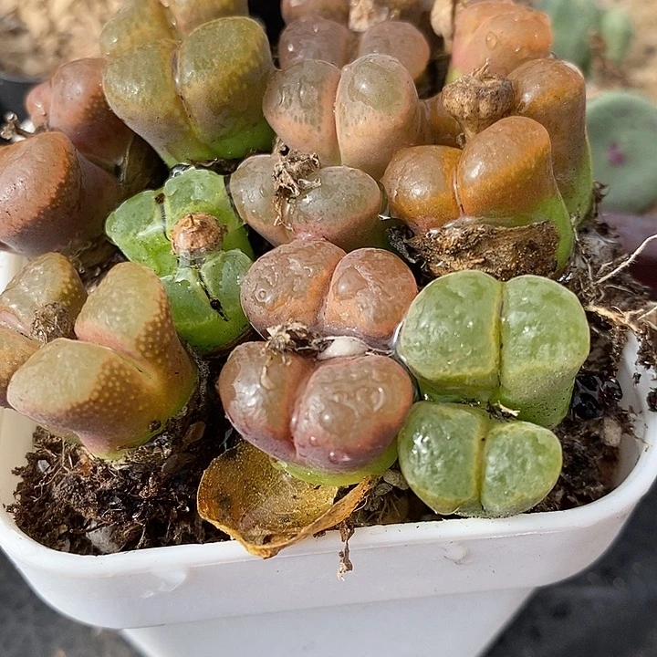 双头母本编号风铃5颗