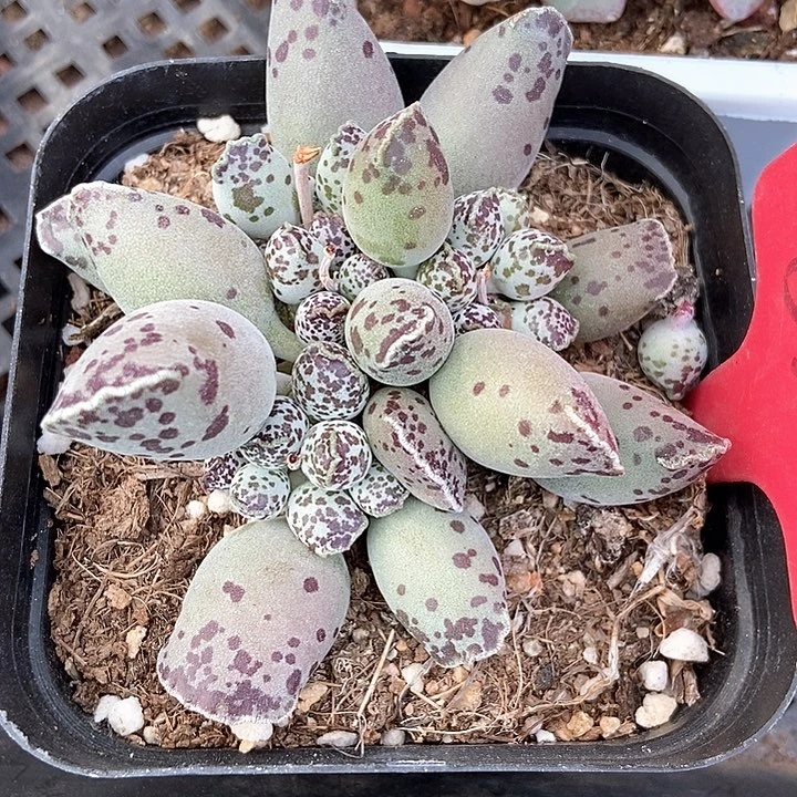 多肉植物海报658