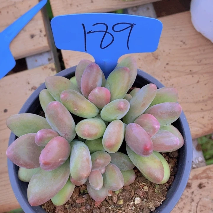 在家里面吃饭的话