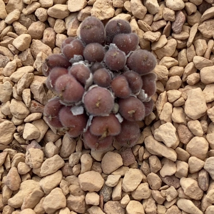 18103毛球一群一群