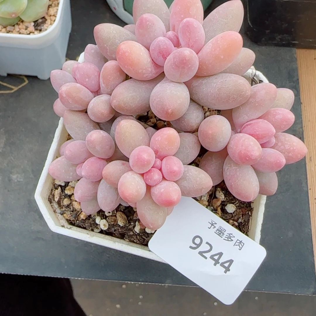 汤圆无砍，9244多肉植物