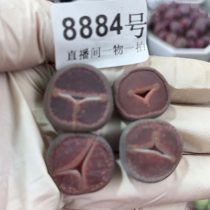 8884 好养易活生石花大母本4个2cm左右有点干特价出