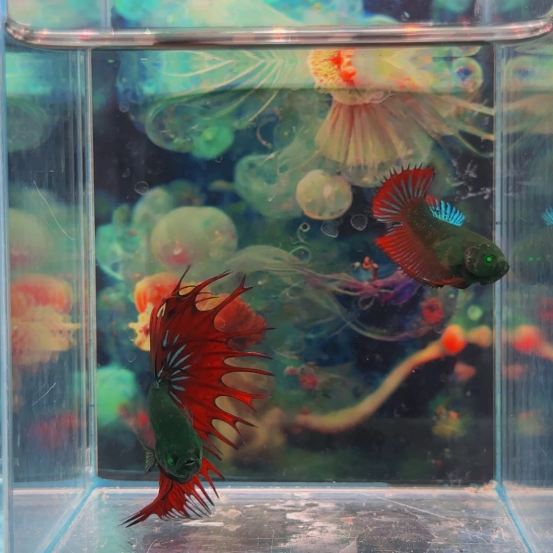 斗鱼就是说他不是很