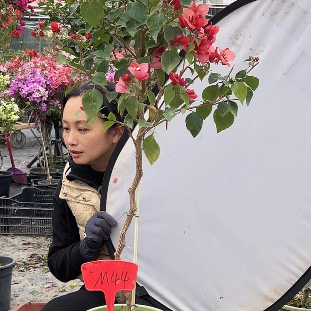戛***生大部分花苞少量开放M44不甜西瓜