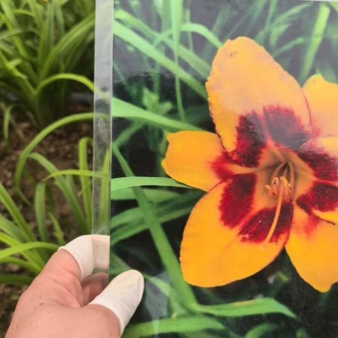 当前无花栽培后可以开花萱草小丑