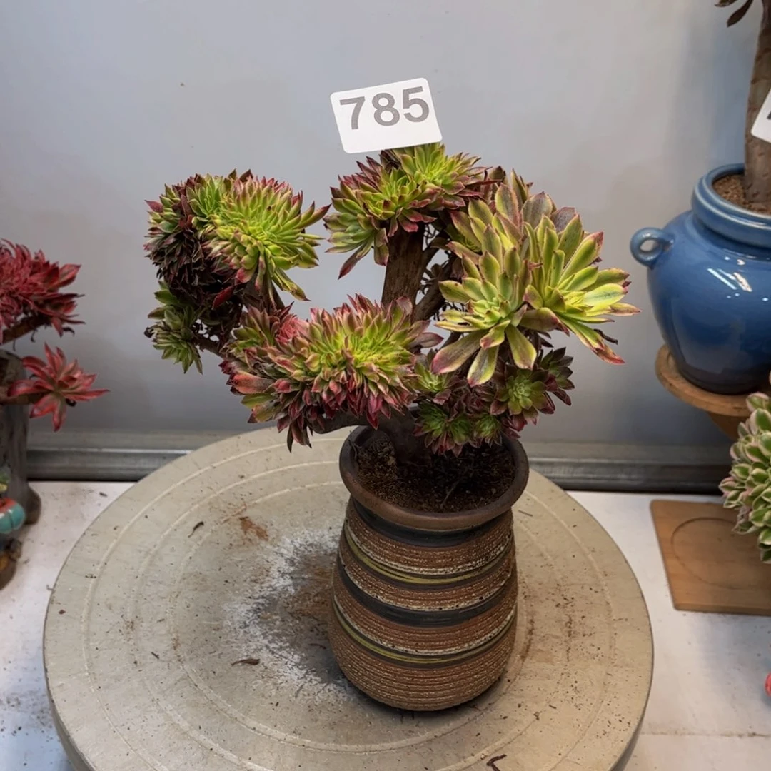 多肉植物仙墨缀有修785