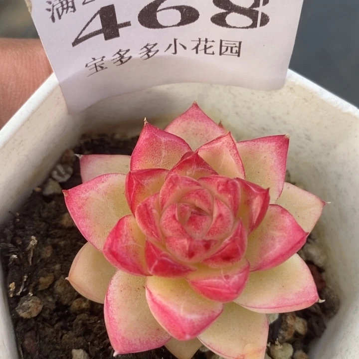 全状态女王一物一拍满18包邮满26送一颗多肉