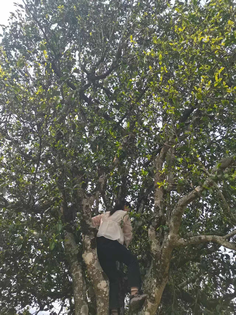云南单株编号3普洱茶