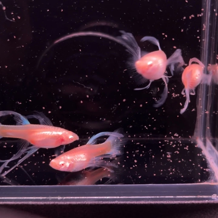 孔雀鱼蓝白大C母4条