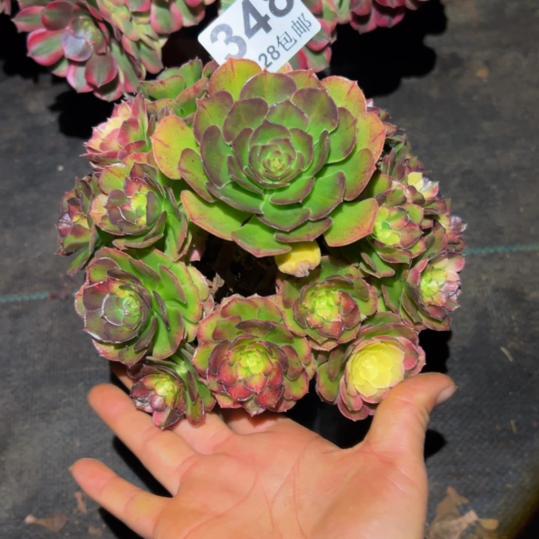 多肉植物348海王七彩