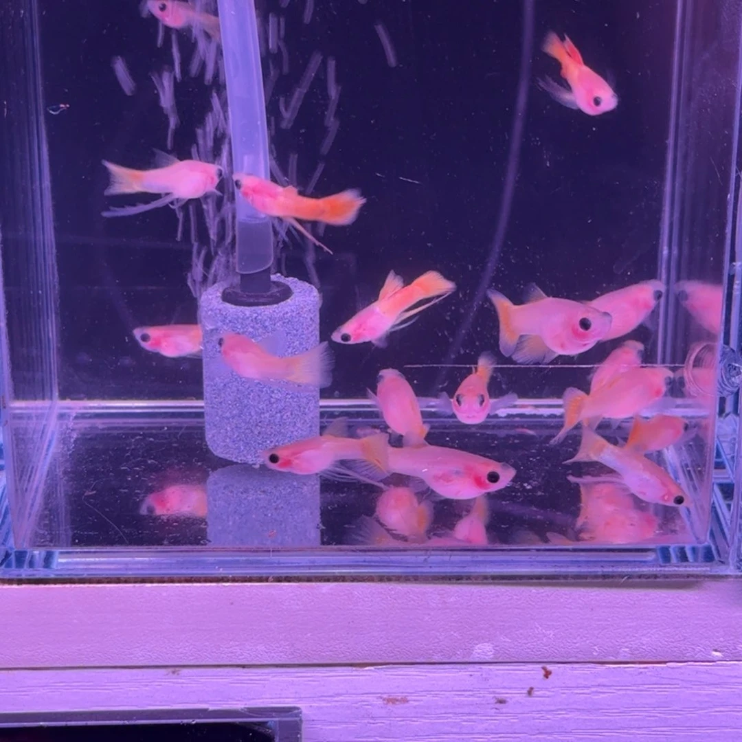 孔雀鱼黄金玻璃猫，公鱼缎带大c欧翼耳，母鱼普通体带孕妇，一对