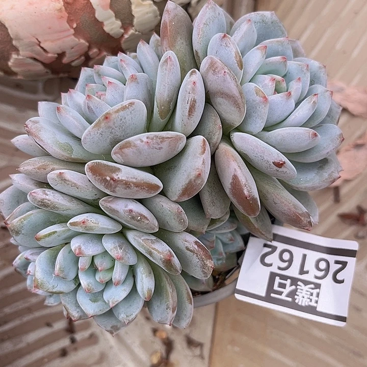 星星橙26162多肉植物