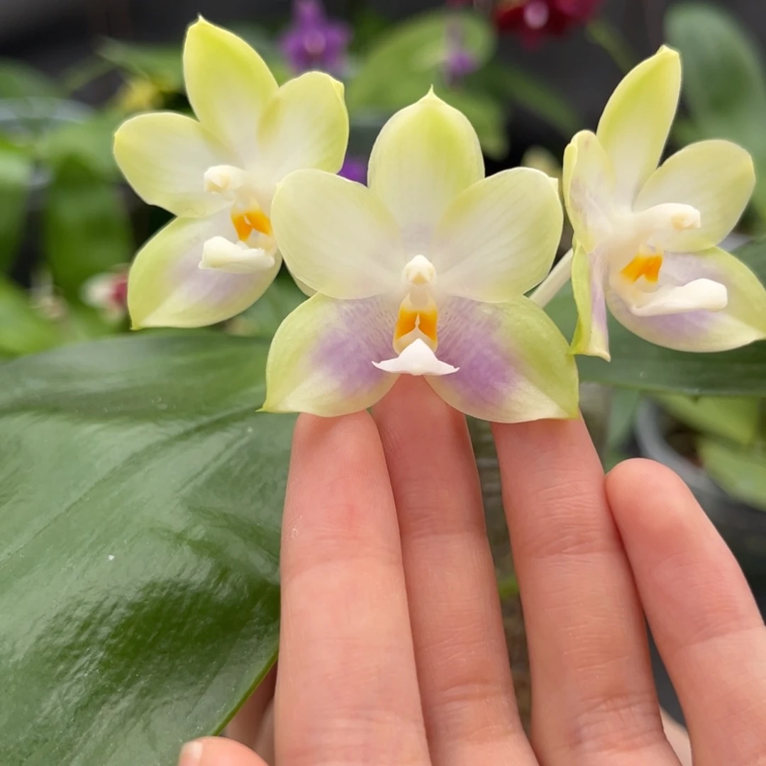 完全开放2.5寸yc208开花株