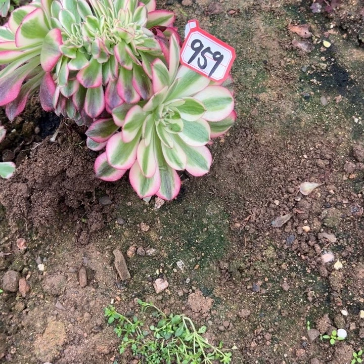 多肉植物959不售后