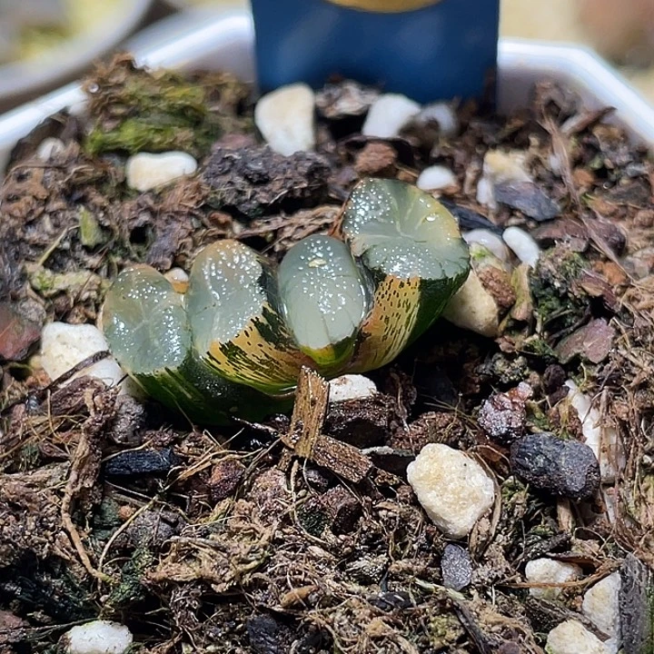 515雪国万象锦特选福利