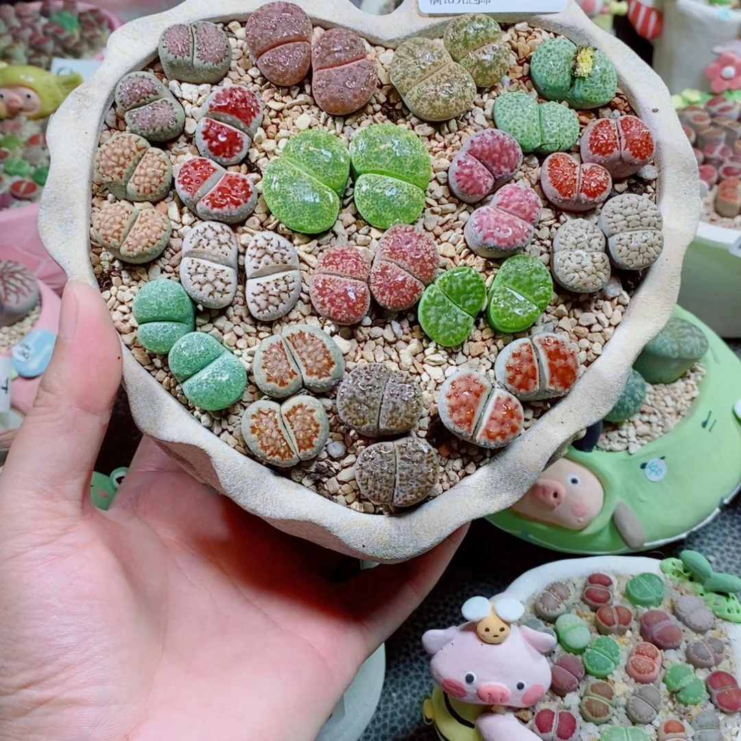 生石花花花花花花154