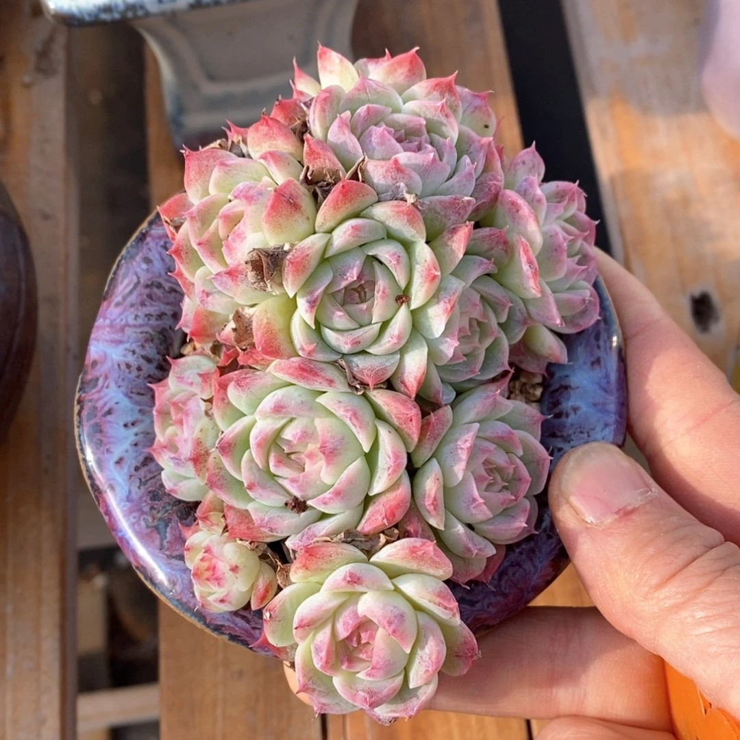 精品多肉一物一拍不包整400