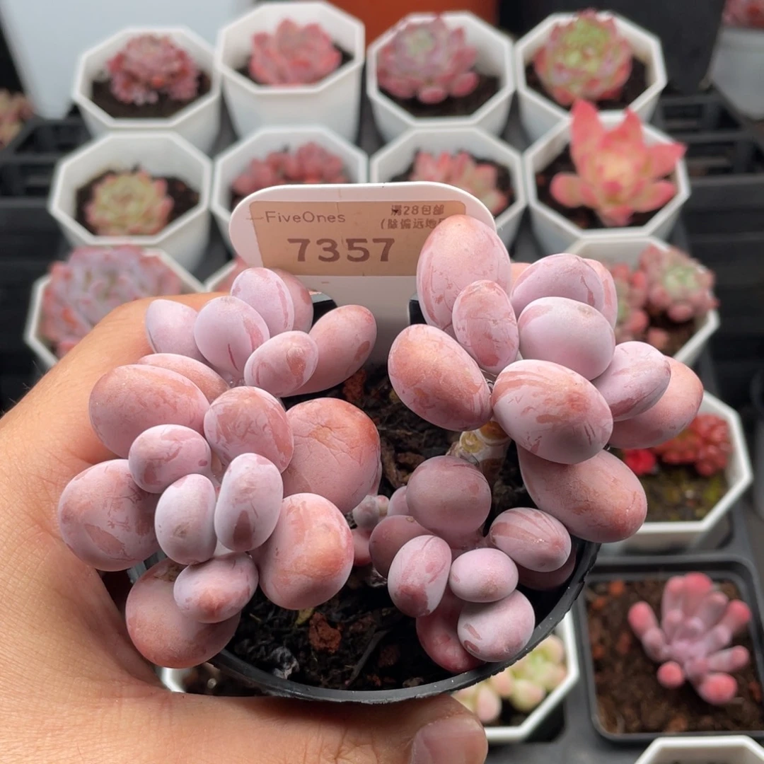 桃蛋7357-11.0厘米
