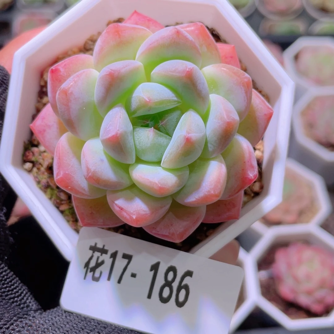 花利美17-186刚毅