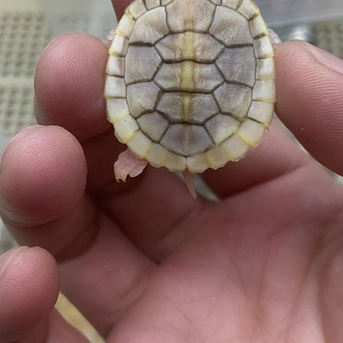 绿毛龟不分公母888888