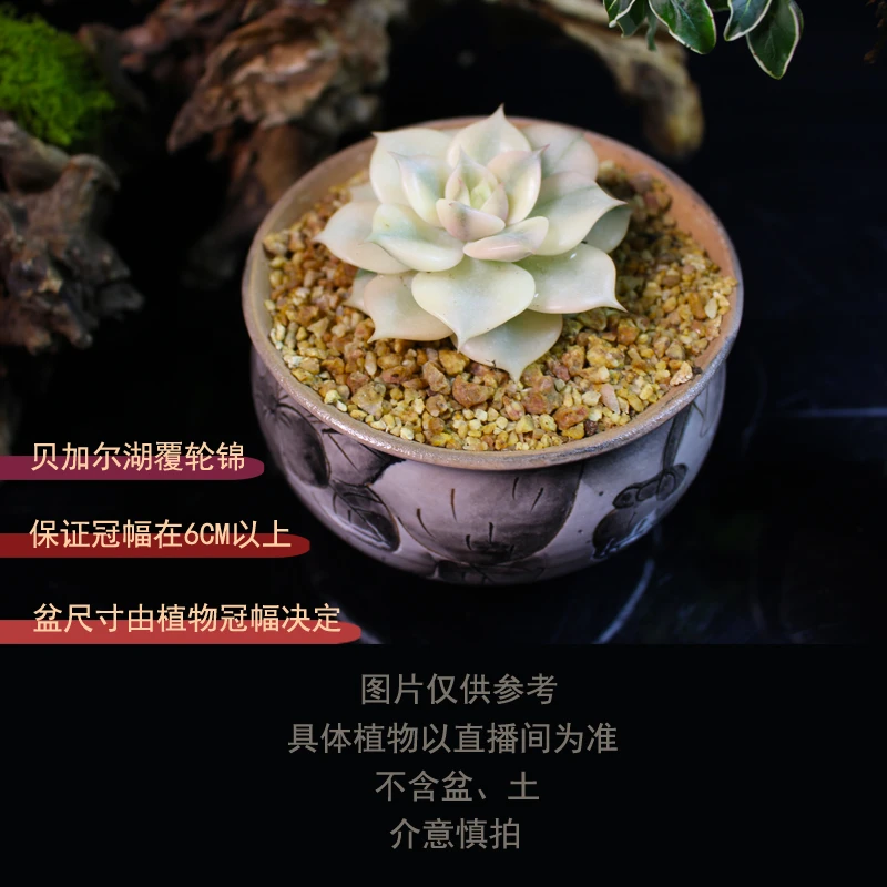 贝加尔湖覆轮锦多肉锦基地直发稀有自然锦高品质多肉小盆栽植物