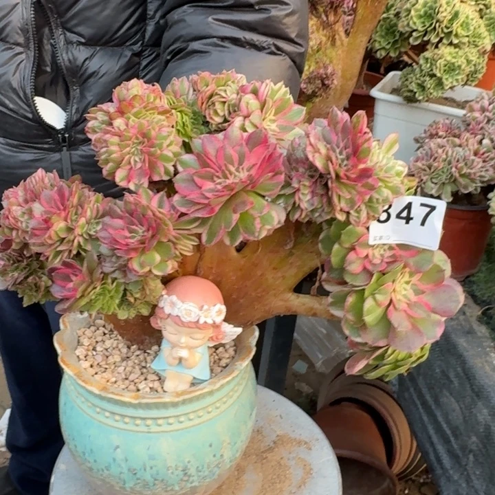 荔枝法师锦缀化847
