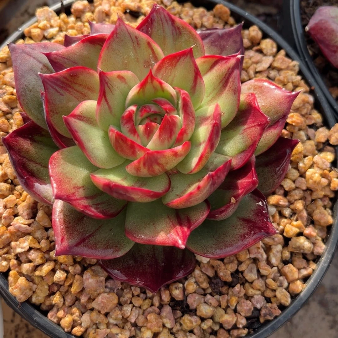 喜****?2.18-7惊鸿11111111