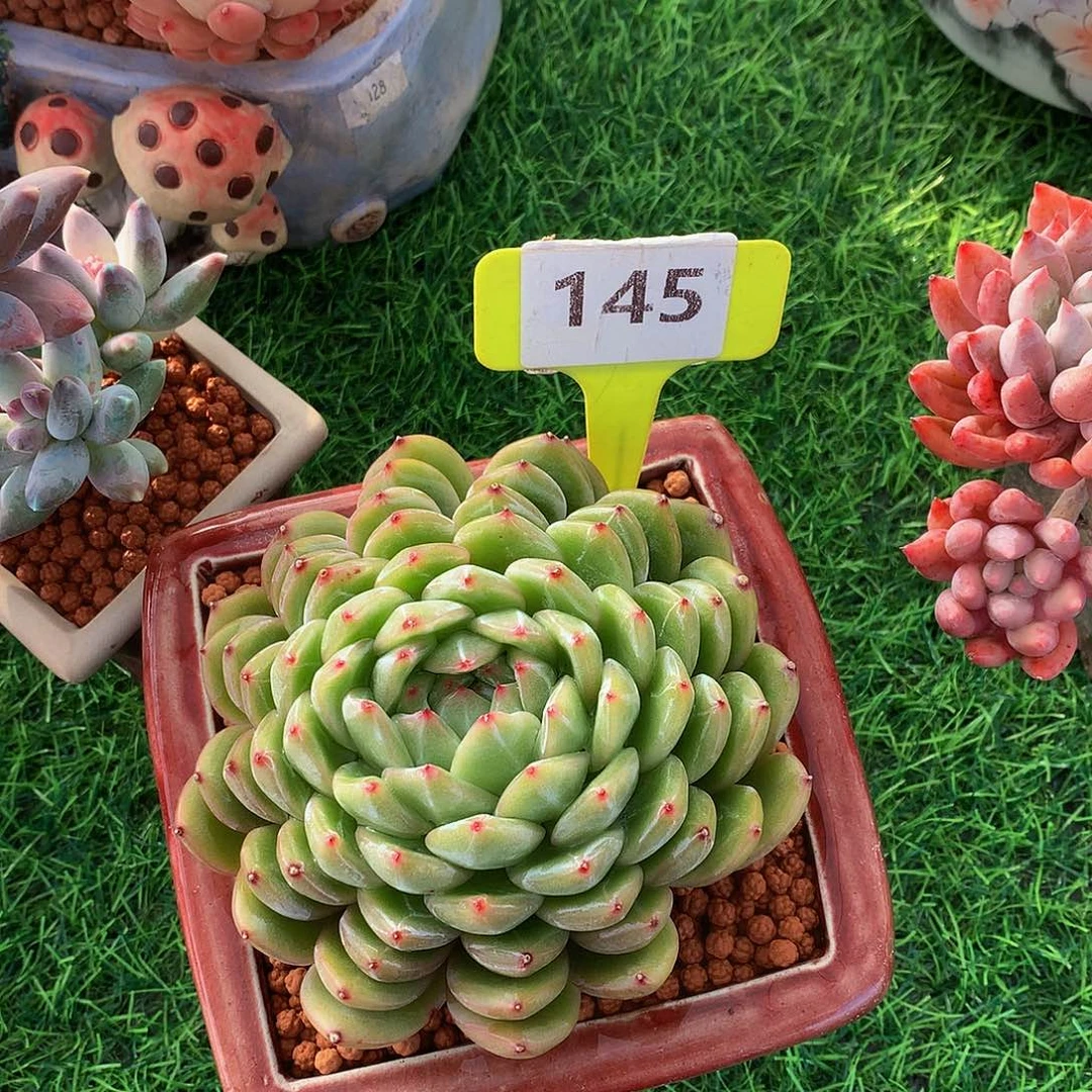 爱**雪花珍妮多肉植物5252626