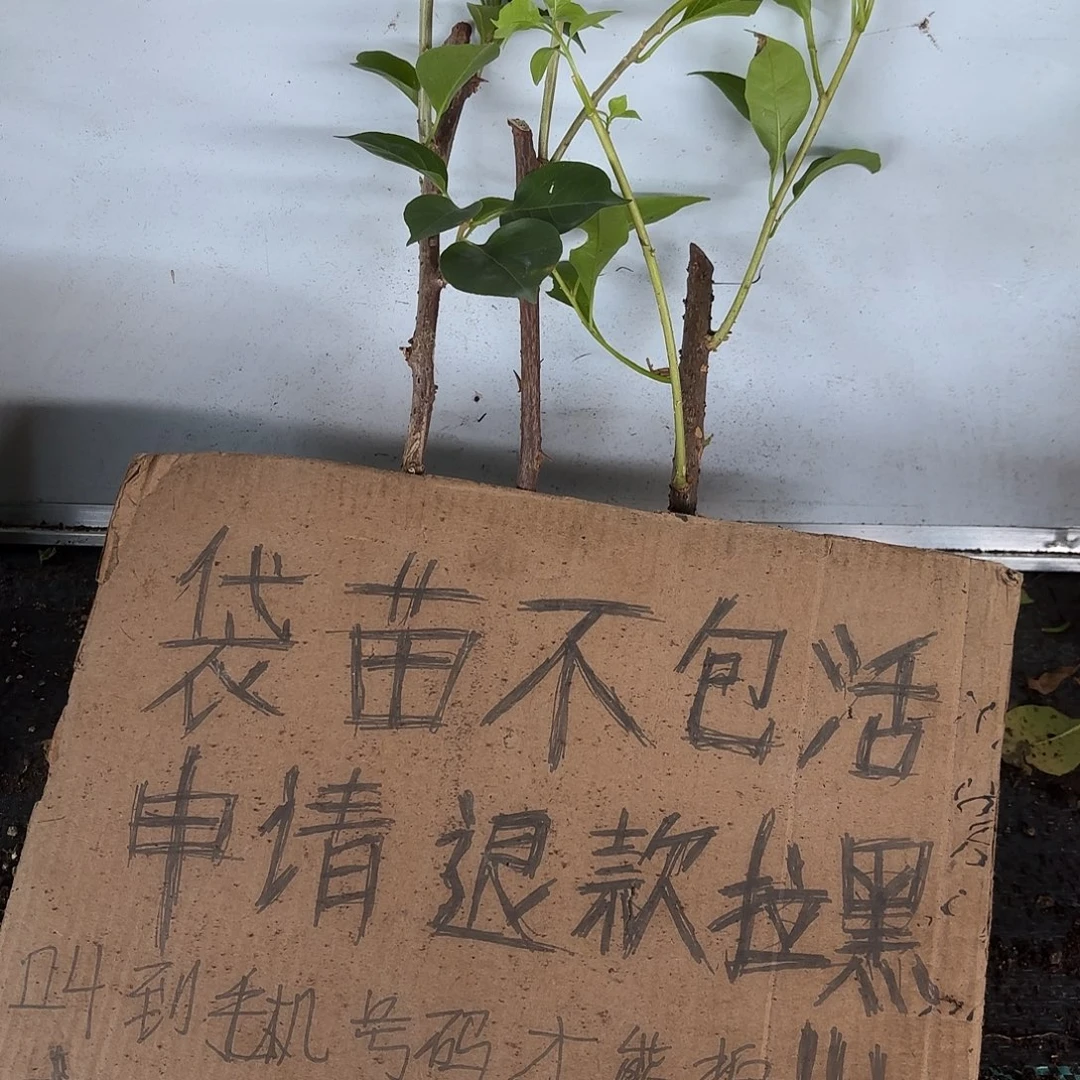 欣***心当前无花栽培后可以开花袋苗盲盒三颗