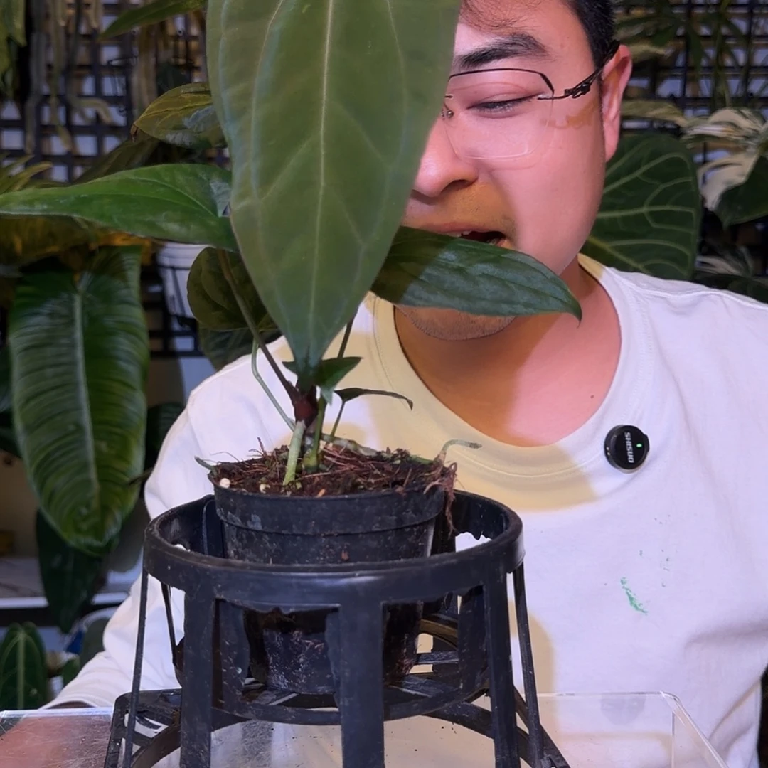 完全开放F236希尼亚杂bvep