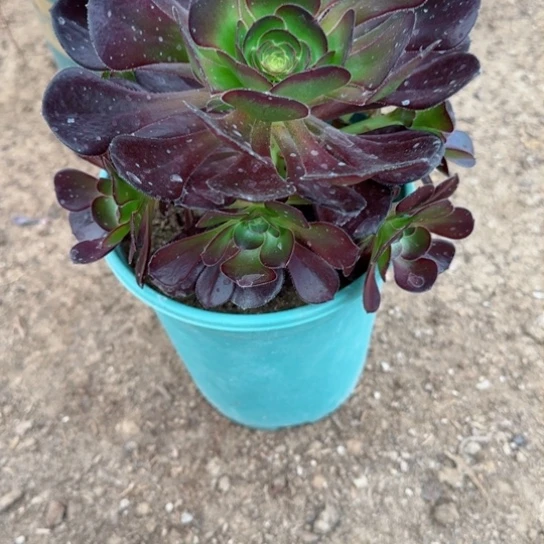 黑原叶6.88加急发明天早上