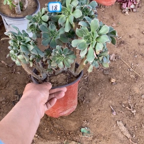 翡翠成缀一物一拍